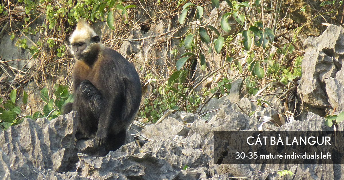 Cát Bà Langur