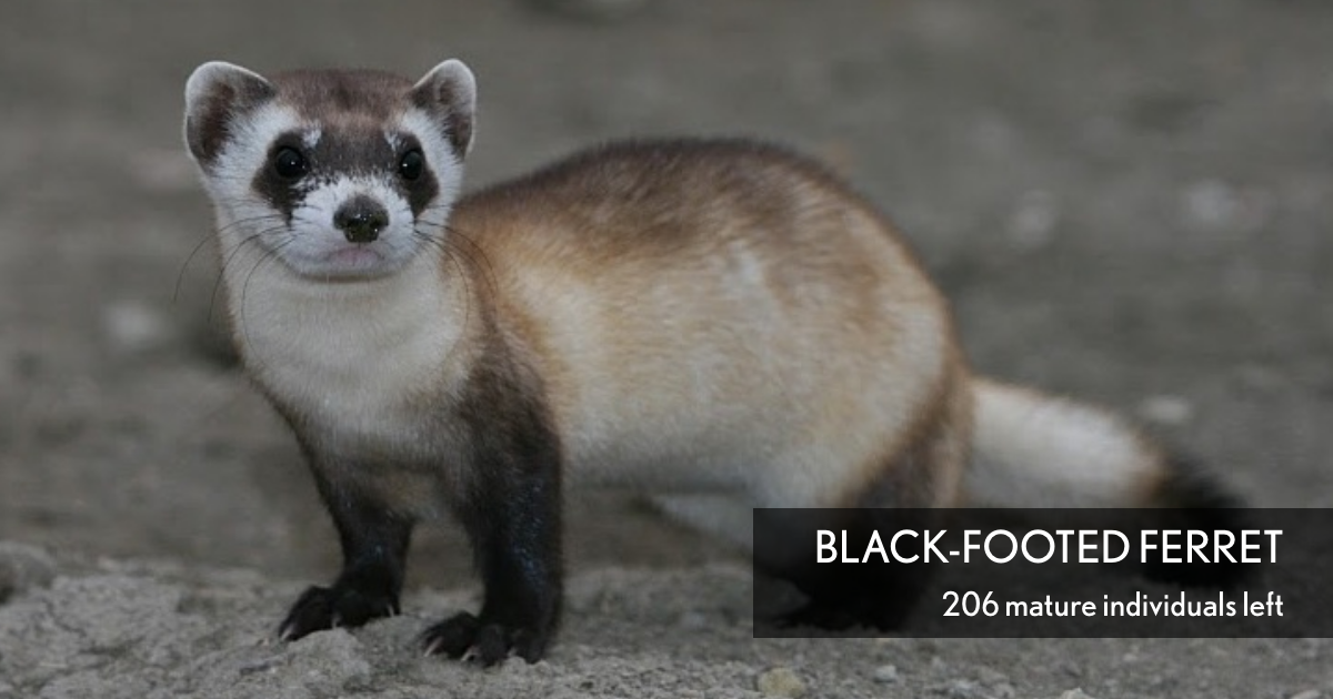 Black-footed Ferret