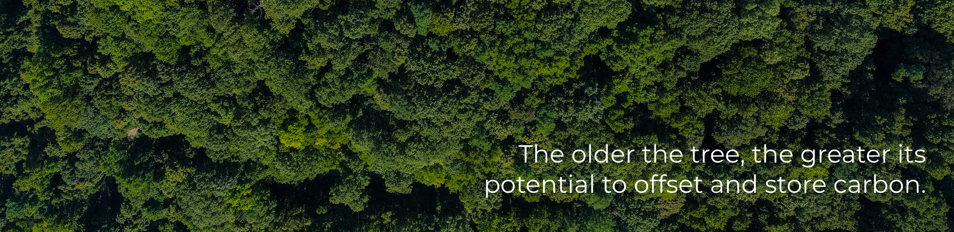 the older the tree, the greater its potential to offset and store carbon