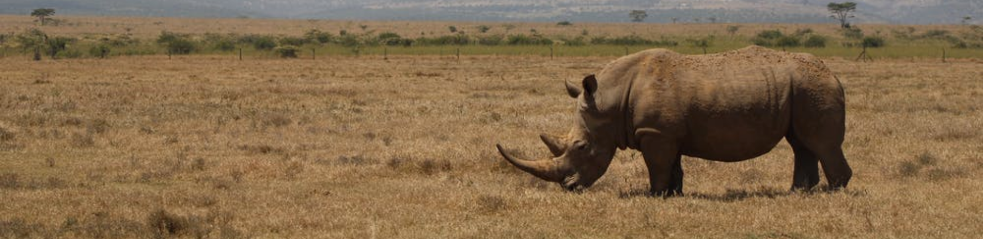 Nepal’s rhino population grows to highest in decades