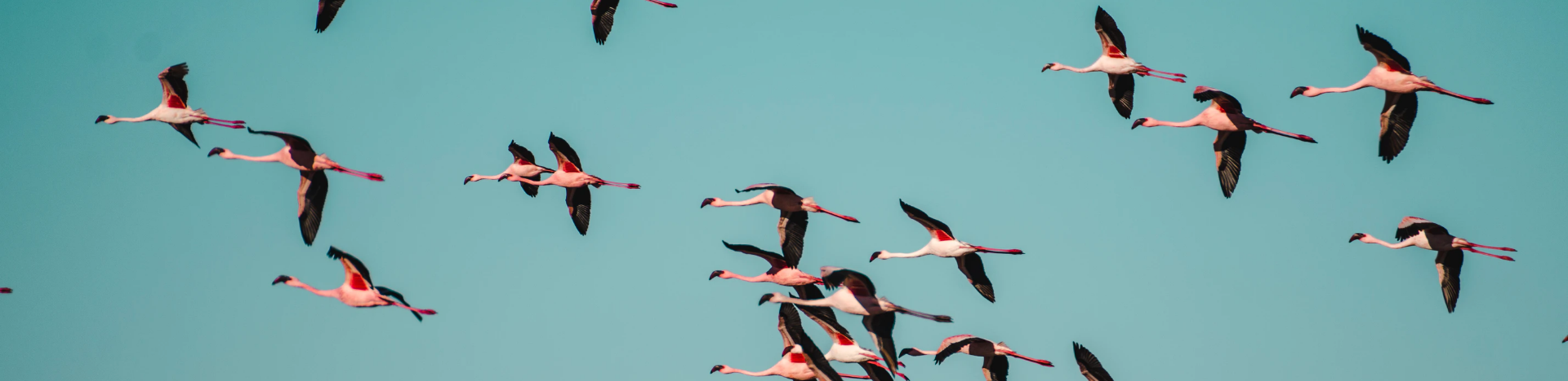 There are more than 50 billion birds in the world