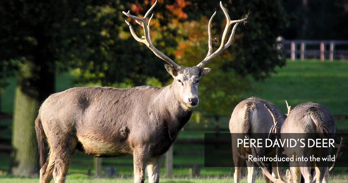 Père David’s Deer