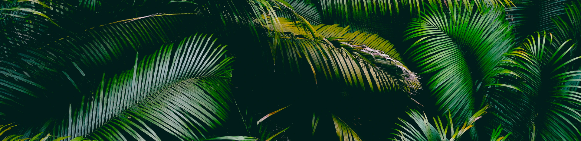 African rainforests slowed climate change despite record heat and drought