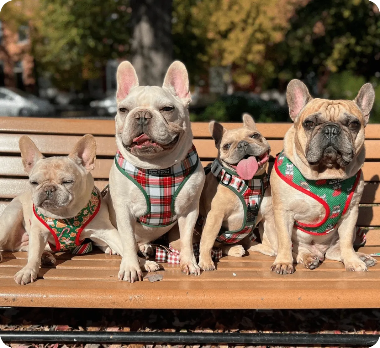 case-study_beastbuckle_hero