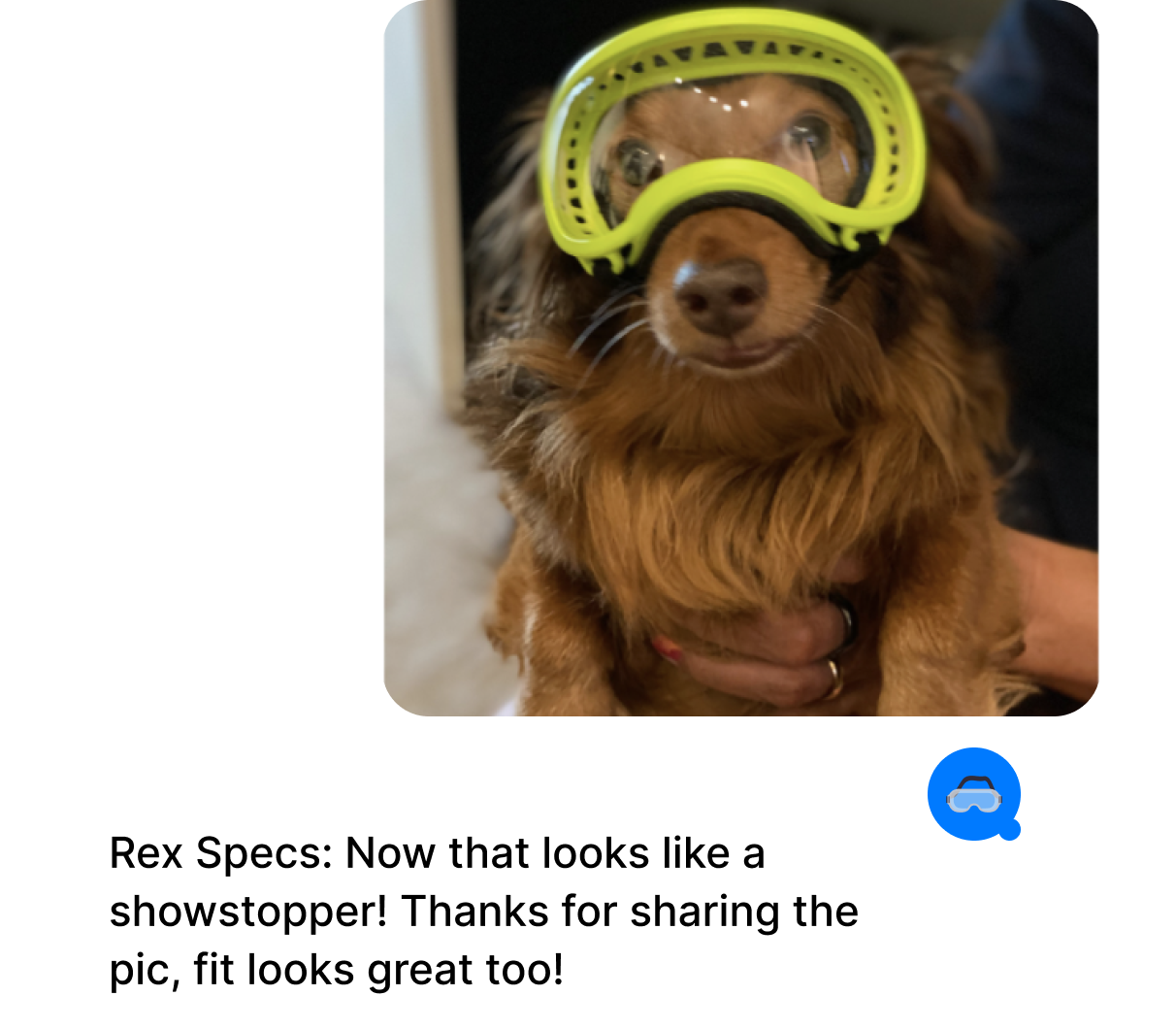 Case Study Rex Specs Dog Image Thread