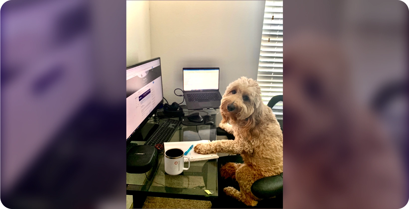 07-2020-pets