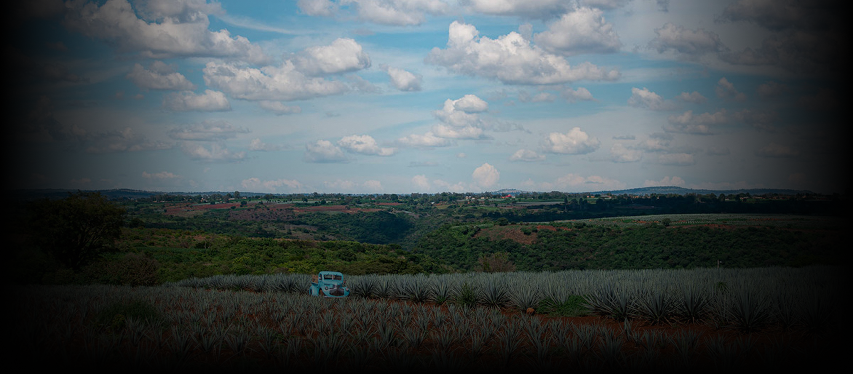 Skyline and agave field