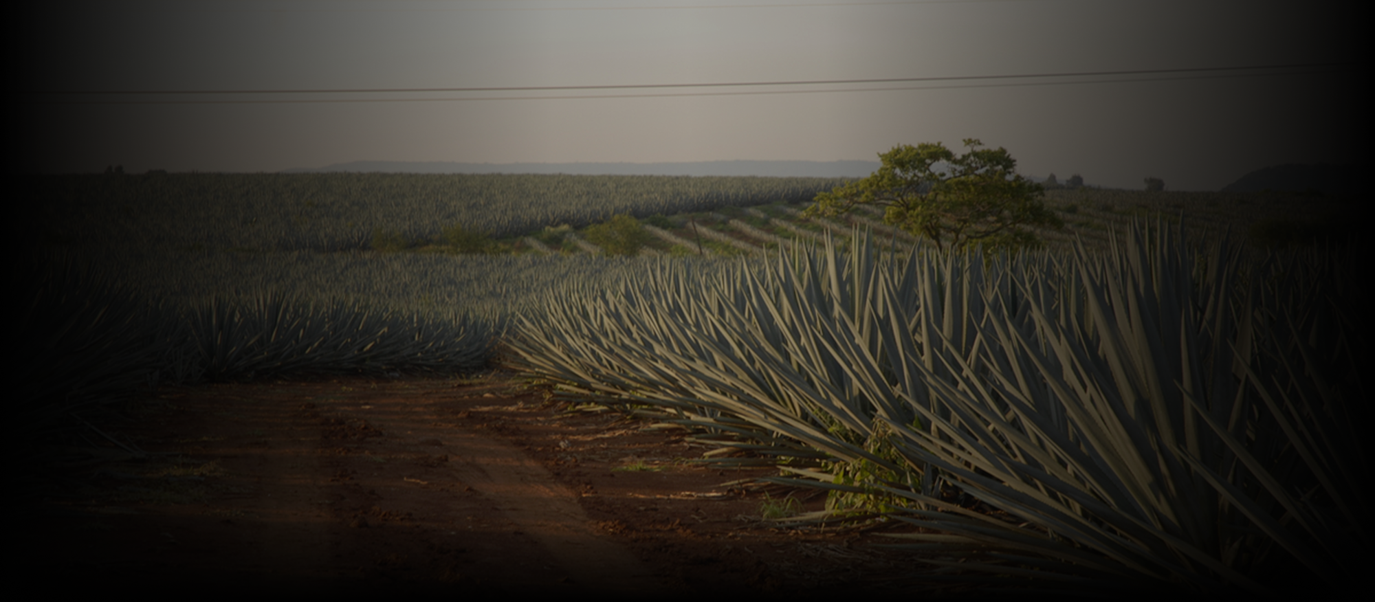 Distillery landscape