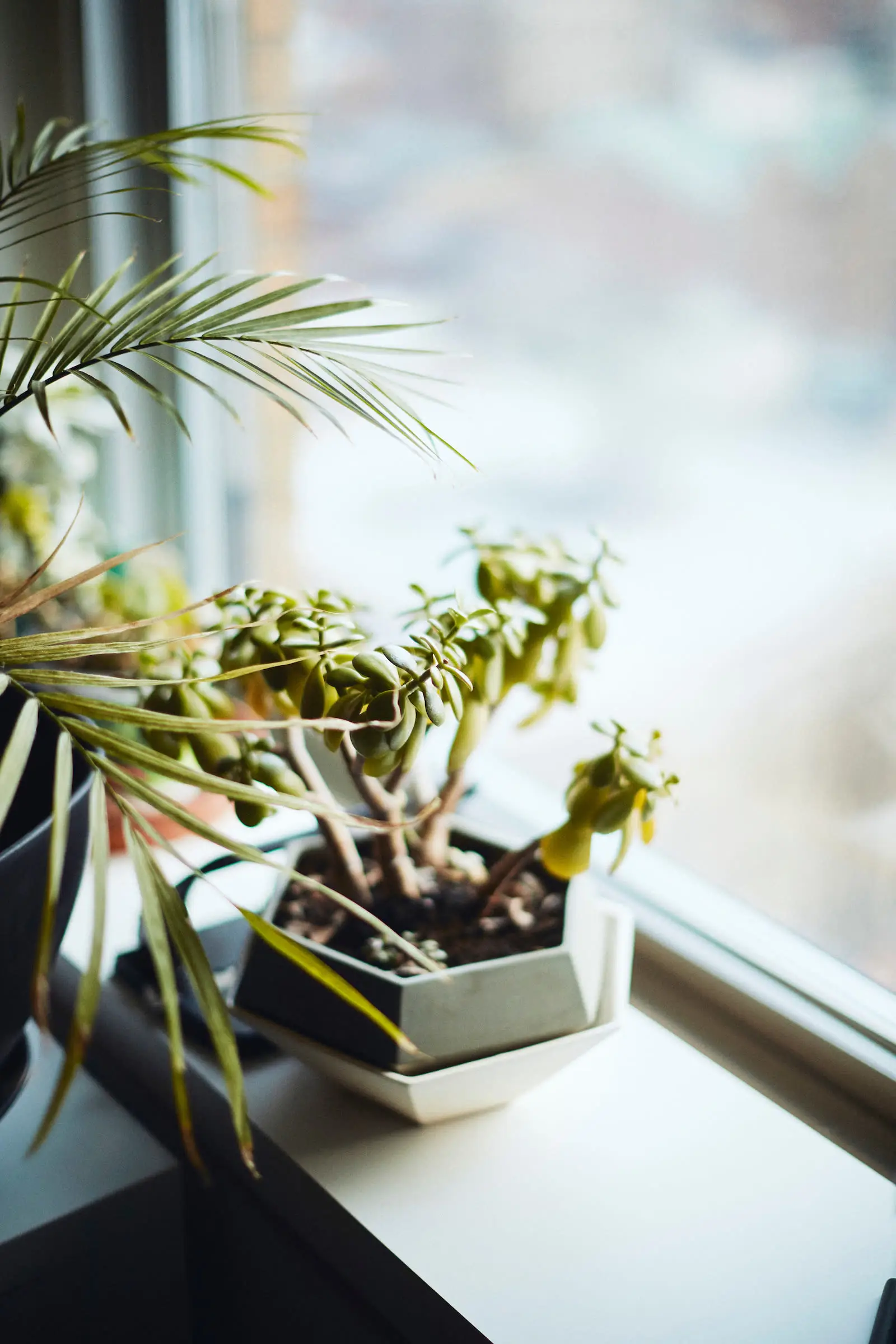 a plant on a windowsill at Apartment Therapy