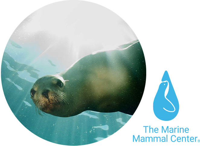 Foca nadando bajo el agua con rayos de luz filtrándose, con el logotipo de The Marine Mammal Center.