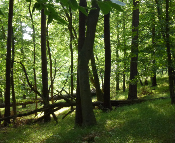 Ein Wald voller grüner Bäume der durch umweltbewusstes Leben geschützt werden kann.