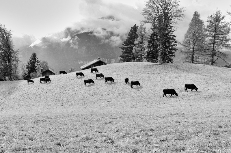 Black & White photo showing cows in pasture on rolling Swiss Alps.