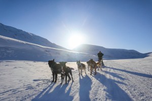 Dogsledding in Bolterdalen HGR 162074 1920 Photo Eveline Lunde