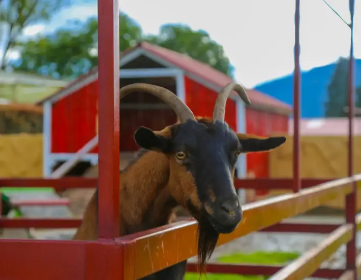 Faunaticos-2-710x552