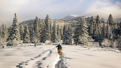 A person hiking through the snow to a forest of snow-dusted trees.