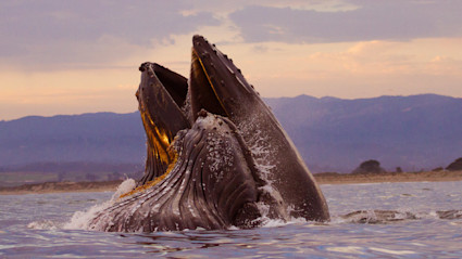 Humpback whale surfacing during a whale watching tour in Monterey Bay, California