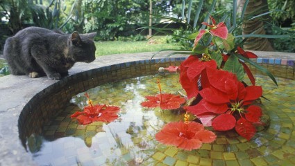 A cat sits near a fountain at Key West, one of the best destinations for pet-friendly vacations.