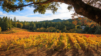 Napa Valley fall colors drape the vineyards in shades of orange and red. 