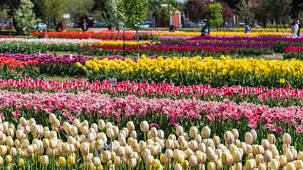 Rows of colorful tulips in bloom at the Tulip Time Festival in Holland, Michigan
