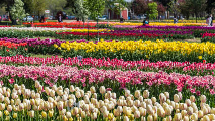 A field of tulips, where people can enjoy exploring empty nest ideas.