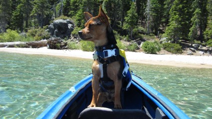 A dog joins its owner in a kayak at Lake Tahoe, a great activity for pet-friendly vacations.