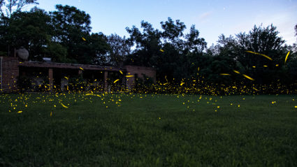 Fireflies dance in an open field where people can enjoy exploring empty nest ideas.