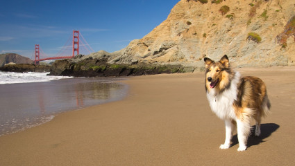 A dog takes a breather at a beach in San Francisco with the Golden Gate Bridge in the distance, a great place for pet-friendly vacations.