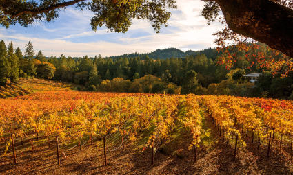 A photo of Napa Valley, California, one of the best spots for fall vacations.