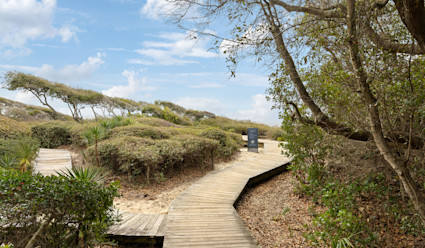 A wooden walkway through brush and trees.