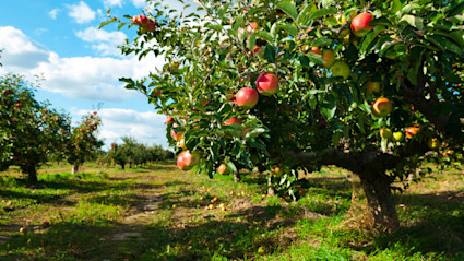 Apple orchard with ripe fruit ready for picking on a fall afternoon