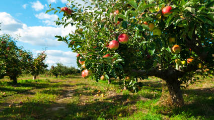 An apple grove where people can enjoy exploring empty nest ideas.