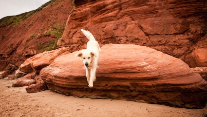 A dog jumps off a rock at Kanab, Utah showcasing the freedom pet-friendly vacations must provide.
