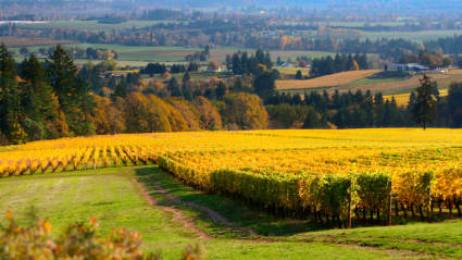 A photo of Willamette Valley, Oregon, one of the most romantic fall getaways.