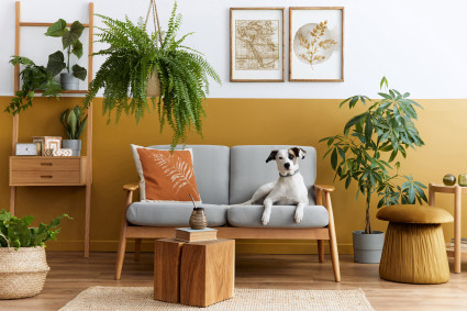 a dog lying on a couch in a room with plants