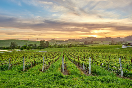 Acres of grape vines grow in a field in Sonoma, California, a top workcation destination.