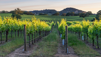 Acres of grape vines grow in a field in Sonoma, California, a top workcation destination.