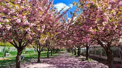 Pink cherry blossoms in full bloom along a garden path in spring