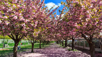 A cherry blossom grove where people can enjoy exploring empty nest ideas.