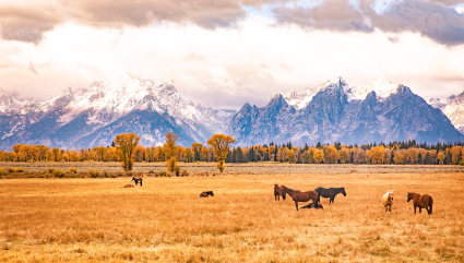 Horses graze in a field at Jackson Hole, one of the best vacation spots for couples.
