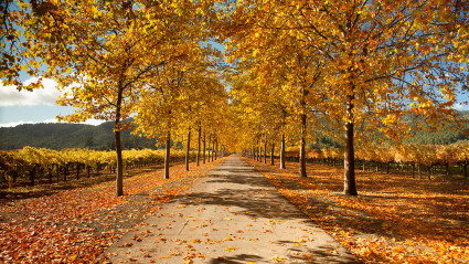 A photo of Oak Knoll Avenue, one of the best places to see Napa Valley fall colors.