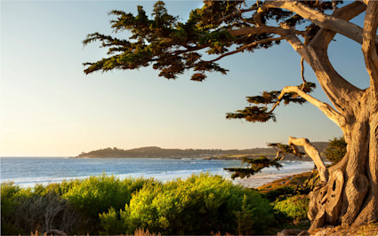 The windswept cypress tree at Carmel-by-the-Sea overlooks a serene coast, a perfect stop for the most relaxing vacations in the US.