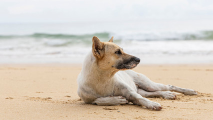 A dog lays in the sand at a dog beach on Long Island, one of the great destinations for pet-friendly vacations.