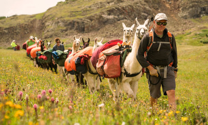 A person leads a troupe of llamas and hikers through a valley, one of the best places to enjoy the things to do in Vail in summer.