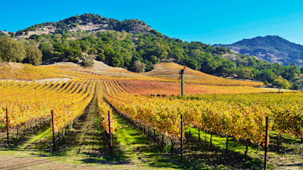 A scenic vineyard with golden rows of grapevines and rolling hills shows why Napa Valley is among the best places for a second home.