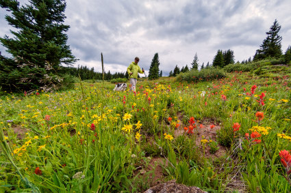 A person hiking with their dog in a flower field, one of the many things to do in Vail in summer.