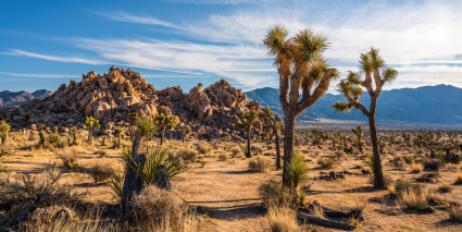A photo of Joshua Tree National Park, California, one of the best family vacation spots.