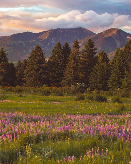 A field of pink flowers with a group of pine through and a mountain range in the distance during a sunset.