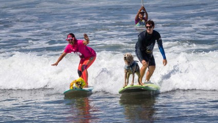 Dogs join their owners for a surf session at San Diego, a fun activity for pet-friendly vacations.