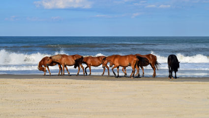 Feral horses trot in the surf at Corolla Beach, one of the best beaches for kids in the South.