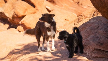 Two dogs burn their energy climbing rocks at Colorado Springs, a necessary activity for all pet-friendly vacations.  
